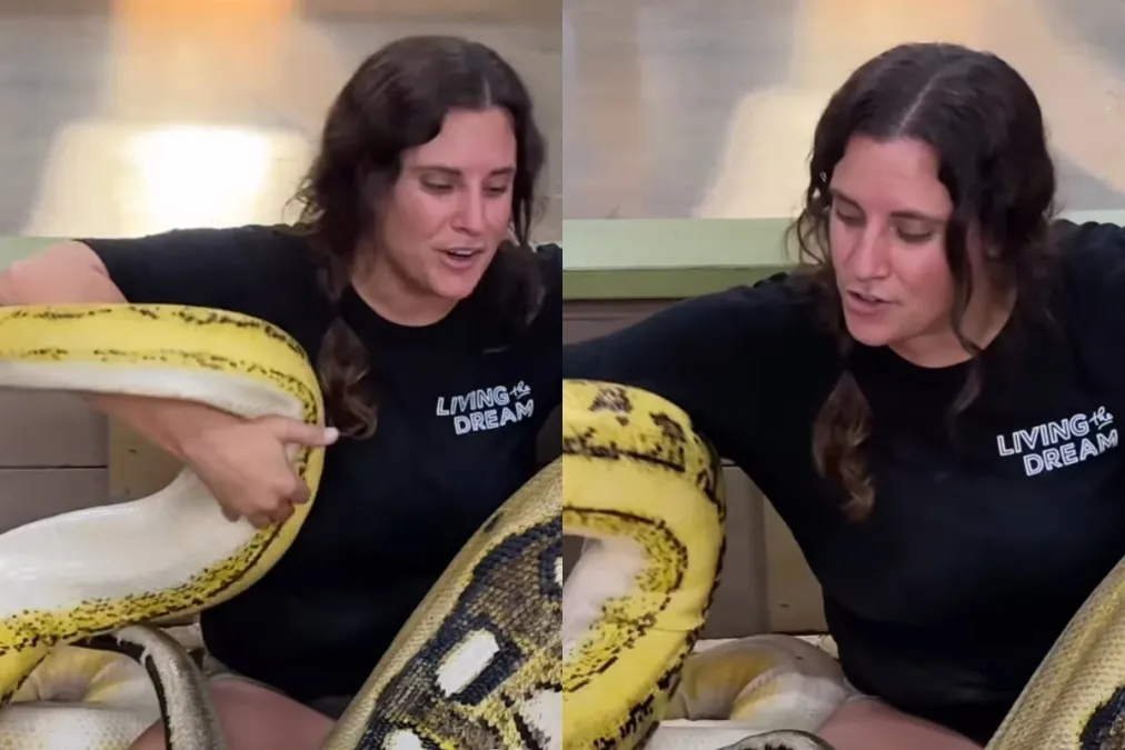 Viral Animal Video: Unbelievable! Woman wraps huge pythons around her ...