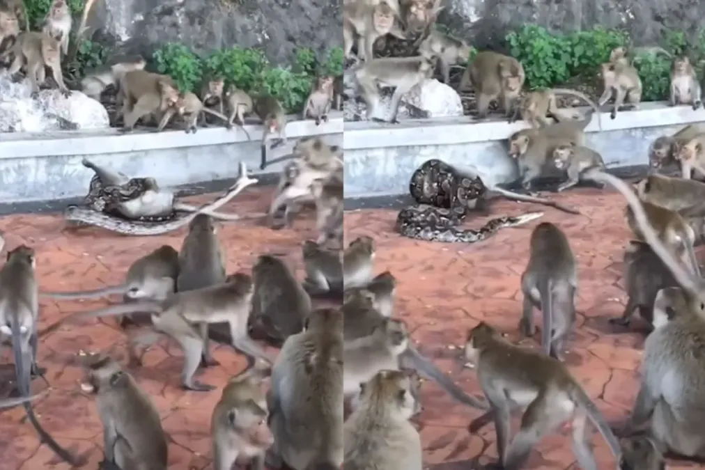 Animal Viral Video: Single Python Stuns Troop of 40-50 Monkeys in Broad ...