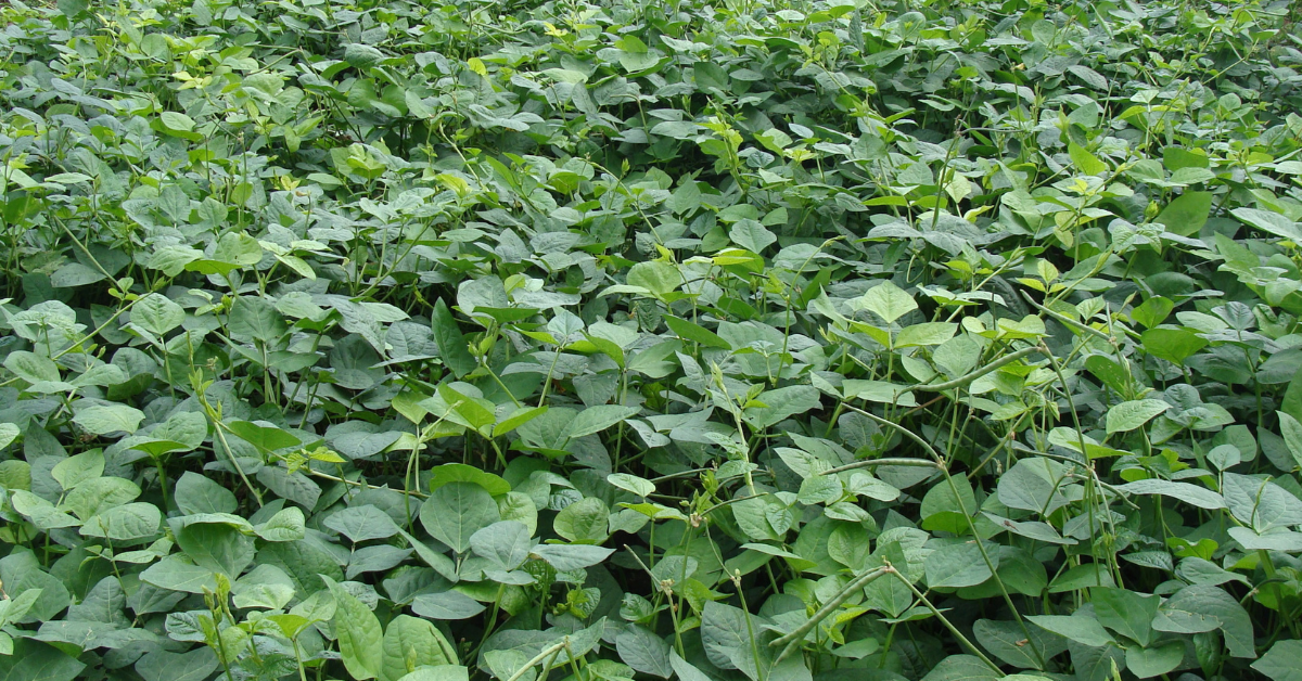 This Low-Cost Cool-Season Crop Helps Farmers Restore Soil Health In Villages Across India