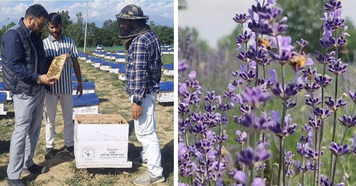 Worth Rs 12000 a Kilo, 180 Farmers Have Created India’s First Lavender Honey in Kashmir’s Purple Fields