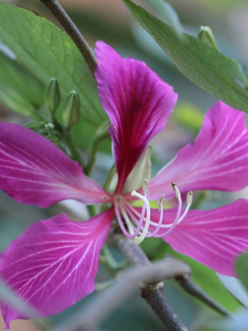 5 Lesser-Known Edible Forest Greens Packed with Nutrition and Flavour