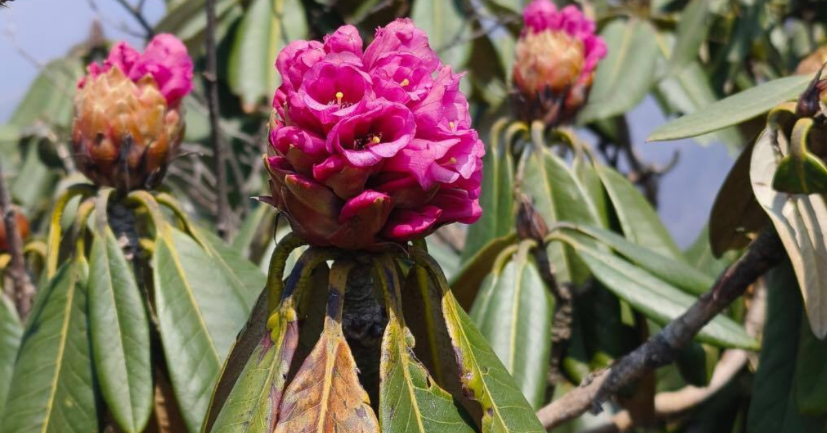 A Guide to India’s Rare and Endangered Flowers Across Forests, Hills, & Meadows