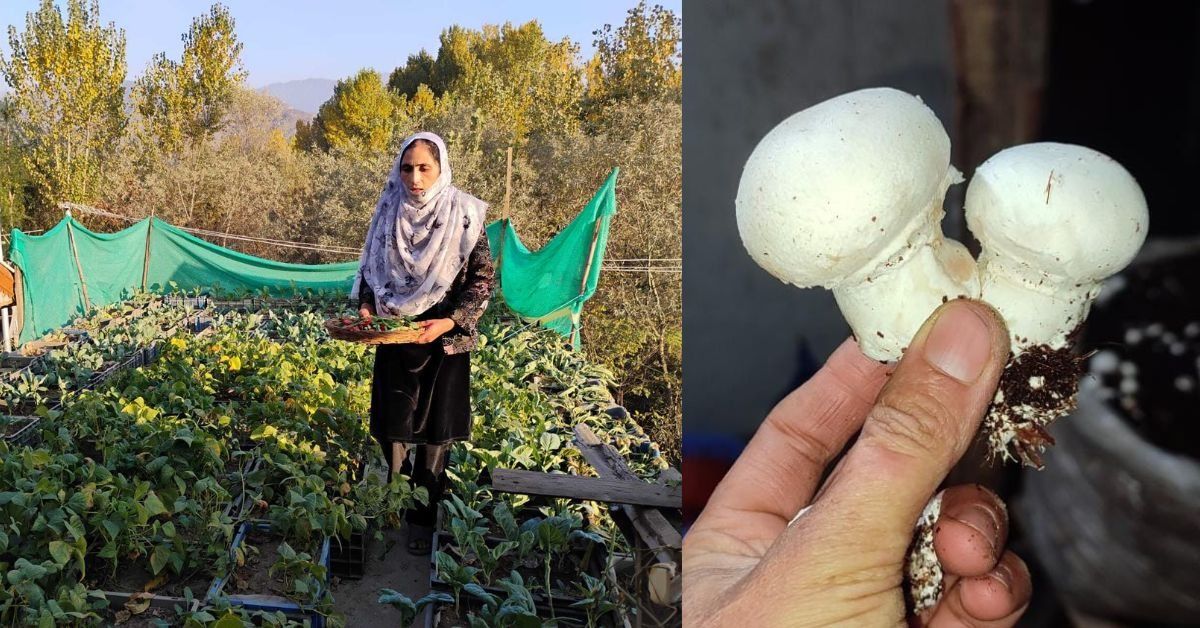 Kashmir Woman Turns Rooftop Farm Into Rs 40000/Month Income Kashmir Woman Turns Rooftop Farm Into Rs 40000/Month Income