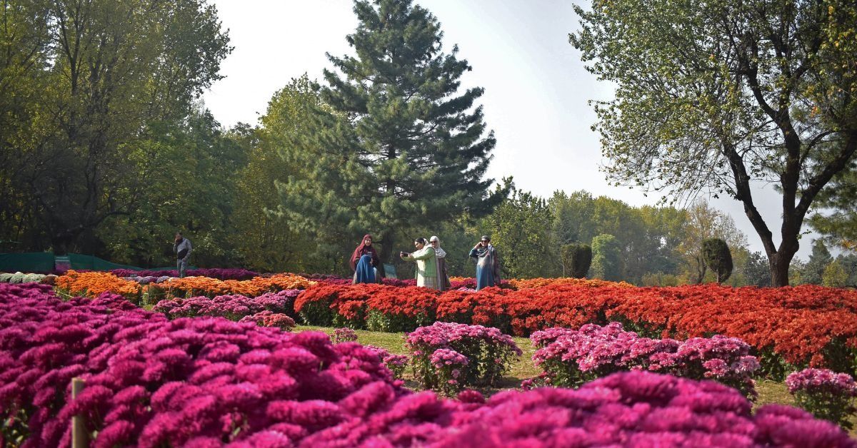 How 30 Lakh Chrysanthemum Blooms Brought Life, Livelihood & Tourism Back to Kashmir