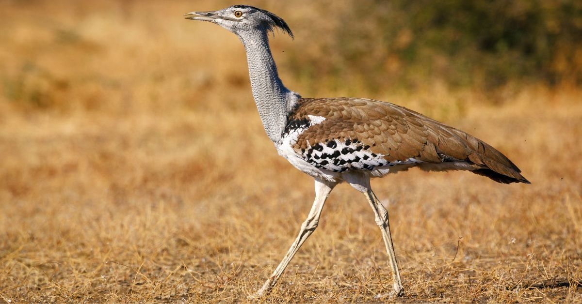 Rajasthan’s Bishnoi Community Is Safeguarding the Critically Endangered Godawan, the Great Indian Bustard