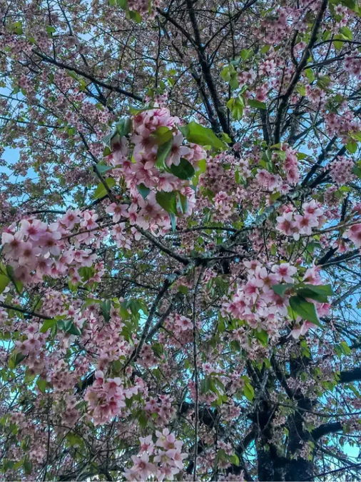 A Journey Through Cherry Blossoms and Blooming Villages A Journey Through Cherry Blossoms and Blooming Villages