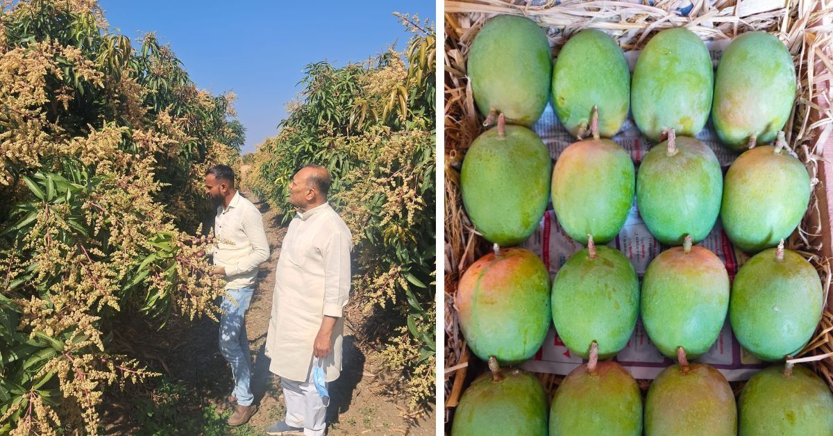 Farmers Turn Risk into Reward as Early Kesar Mango Blooms Promise Better Incomes