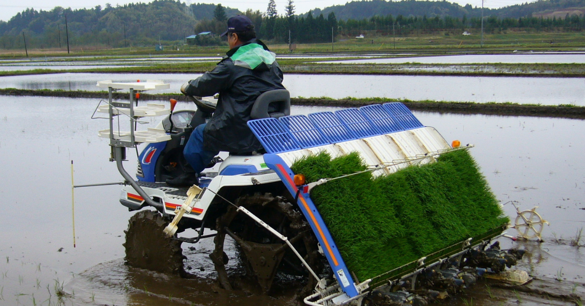 Modern Farming Techniques To Grow More Rice With Less Water