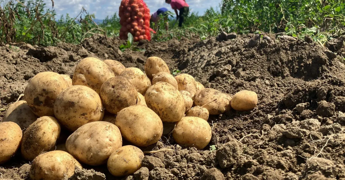 Step-by-Step Winter Potato Farming Guide for Better Yield, Quality & Market Returns