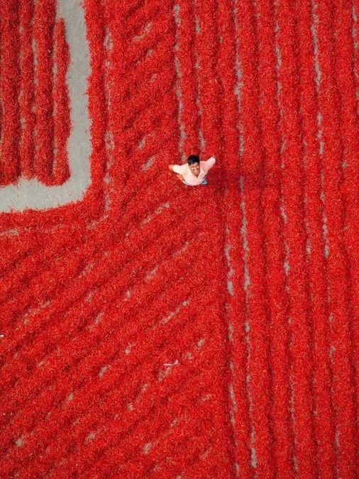Photographer Captures Stunning Drone Images Of Chilli Farming In Guntur