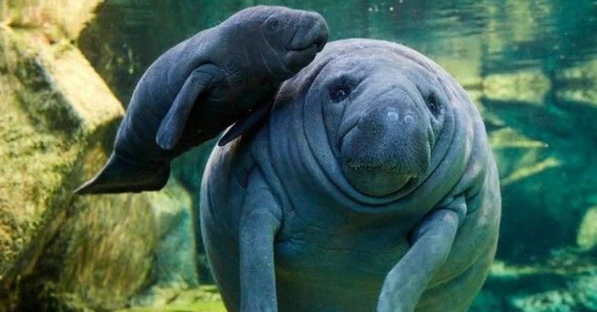 From Near Extinction to 270: How Tamil Nadu Brought Back India’s Dugongs