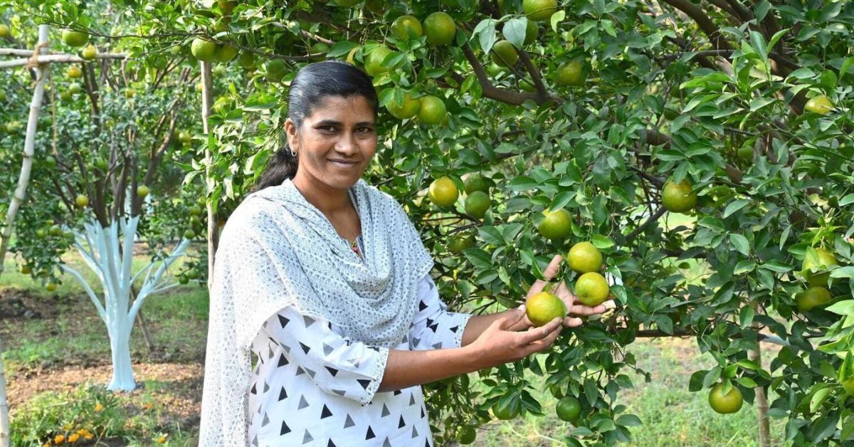 One Woman Farmer Earns Rs 7 Lakh Profit From 1 Acre Santra Farm in Amravati One Woman Farmer Earns Rs 7 Lakh Profit From 1 Acre Santra Farm in Amravati