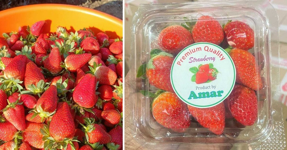 How Maharashtra’s Farmers Built a 35000-Tonne Strawberry Empire From a Single Experiment