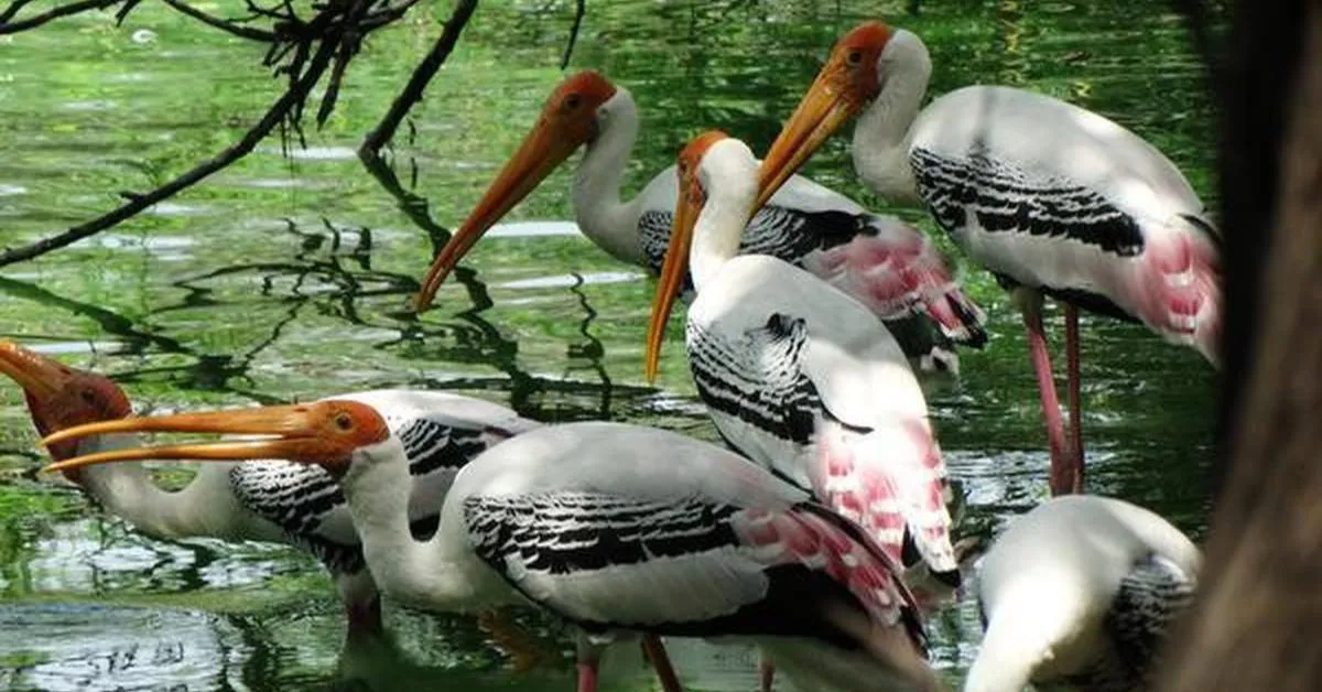 For 30 Years, These Tamil Nadu Villages Have Celebrated a Silent Diwali — for the Sake of Birds