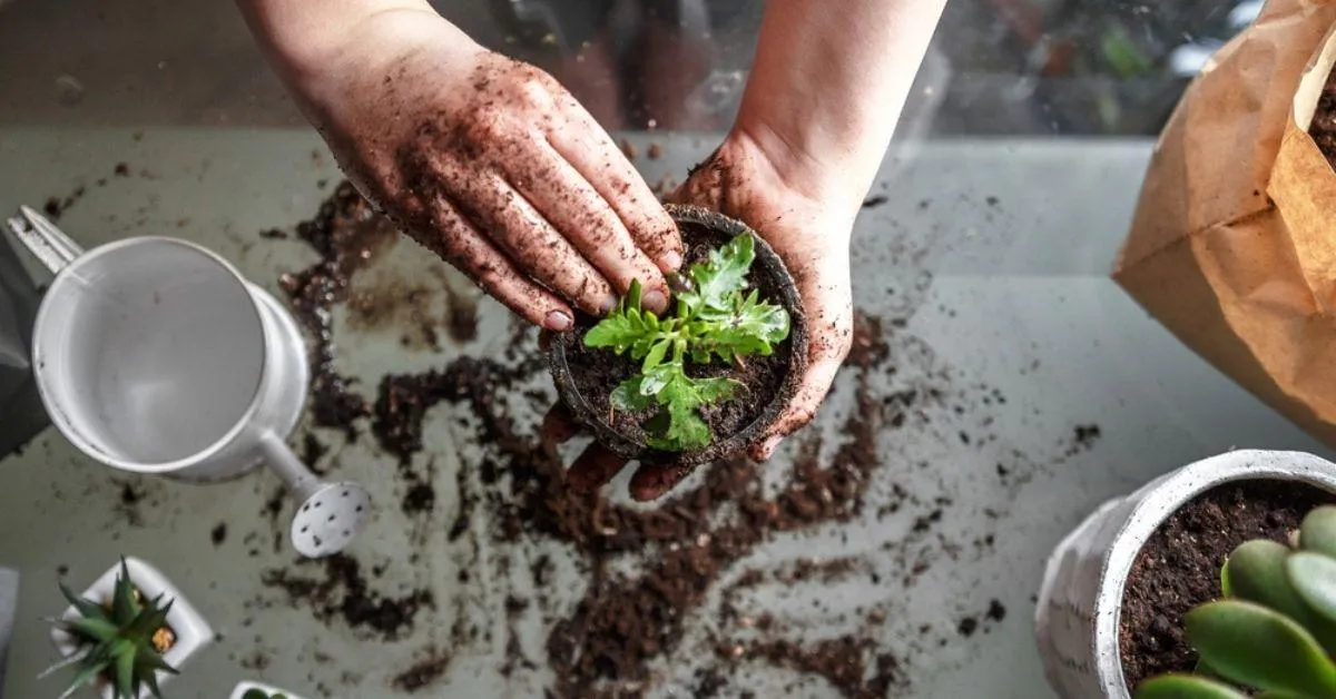 5 Best Potting Soil Mixes in India & Tips On How to Choose One For