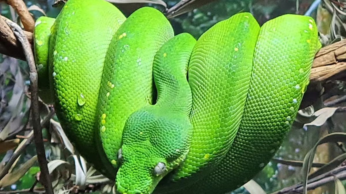 Bone Digesting Python: আস্ত মানুষ গিলে খাচ্ছে এই ভয়ঙ্কর সাপ, মাংসের ...