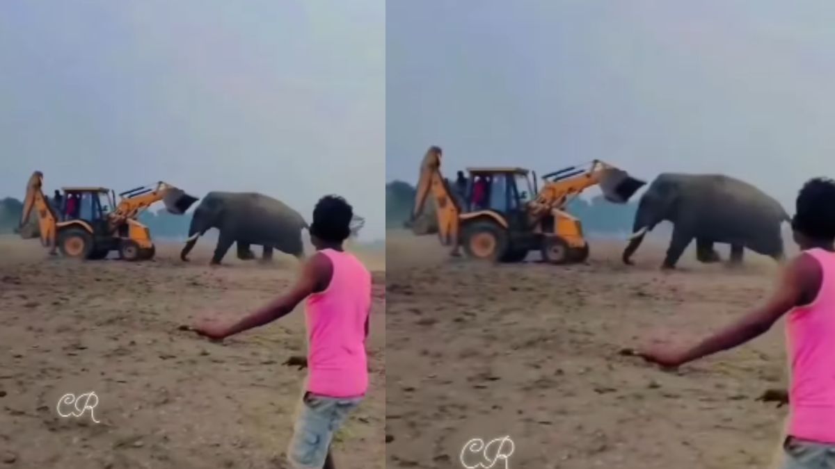 हाथी और जेसीबी के बीच छिड़ी जंग, सोशल मीडिया पर वायरल हुआ वीडियो