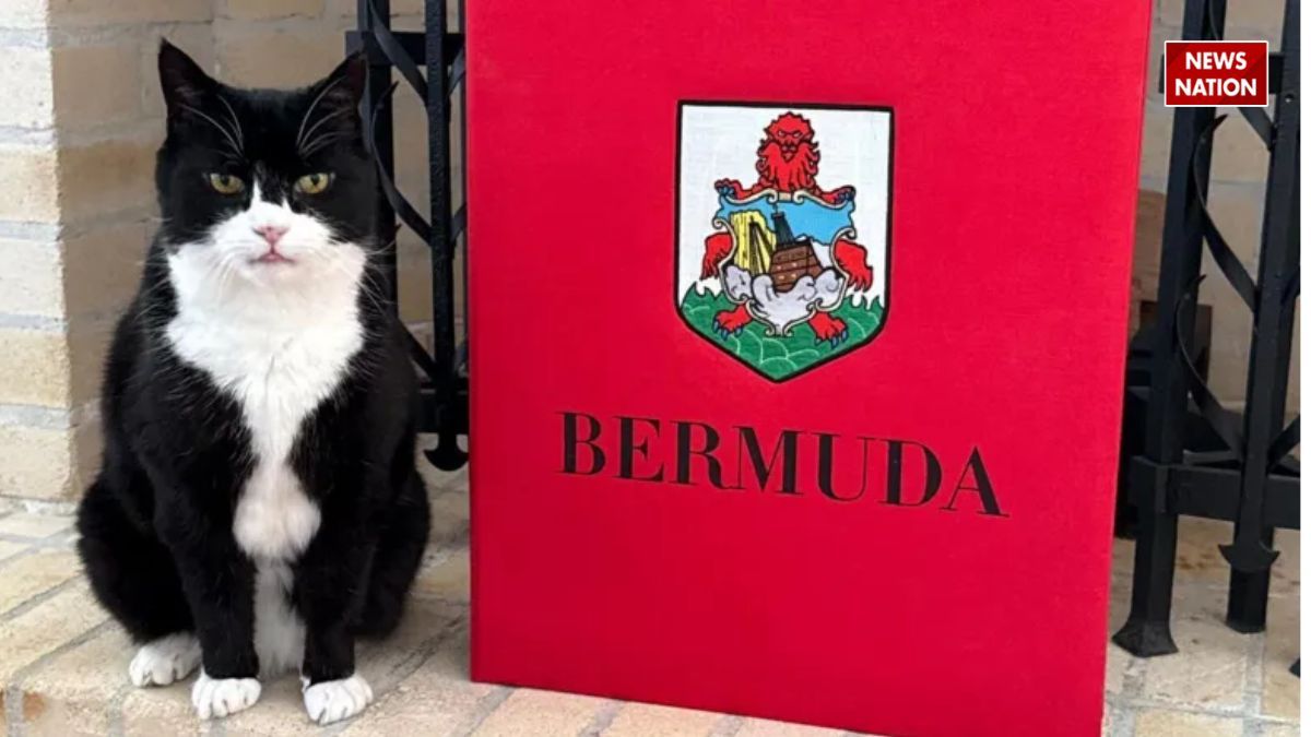 Palmerston: रिटायरमेंट के बाद वापस ड्यूटी पर लौटी ‘सरकारी बिल्ली’, अब बर्मुडा में संभालेगी पद