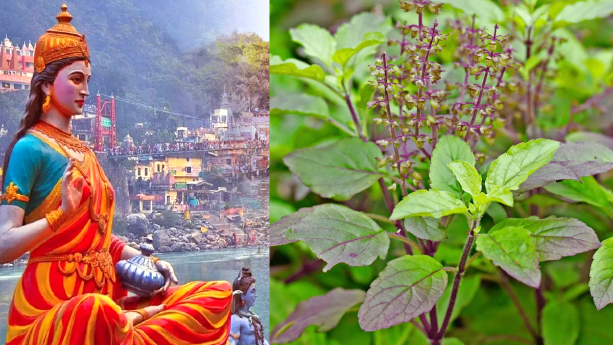 Ganga dussehra 2025: गंगा दशहरा पर करें तुलसी से जुड़े ये उपाय, घर में बनी रहेगी सुख समृद्धि