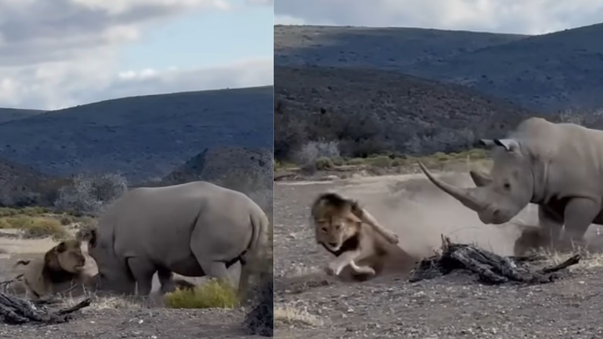 Jungle ka video: शेरनी के सामने पति शेर की हुई बेइज्जती, वीडियो देख यकीन नहीं होगा