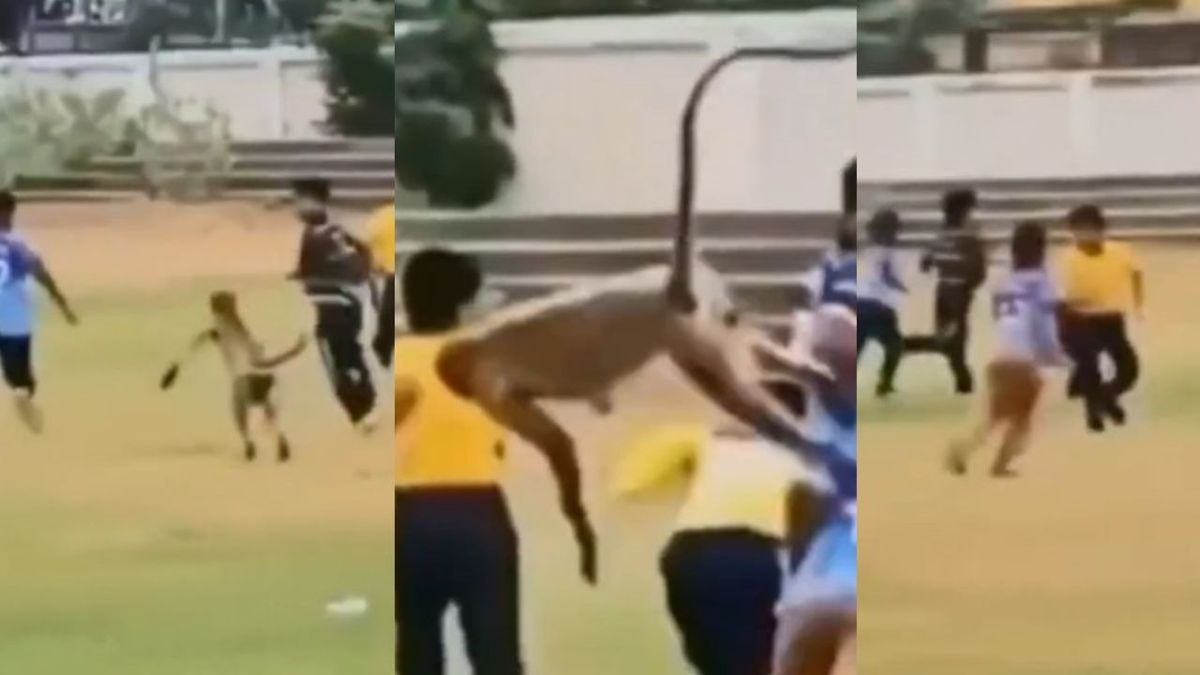 Sport : क्रिकेट के मैदान पर बंदर ने बच्चों पर किया हमला, रोते-चिल्लाते नजर आए खिलाड़ी, वीडियो हुआ वायरल #INA
