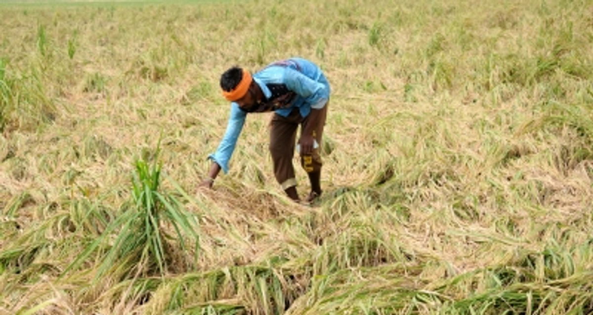 तमिलनाडु: बेमौसम बारिश से फसलों को भारी नुकसान, किसानों ने मांगा मुआवजा