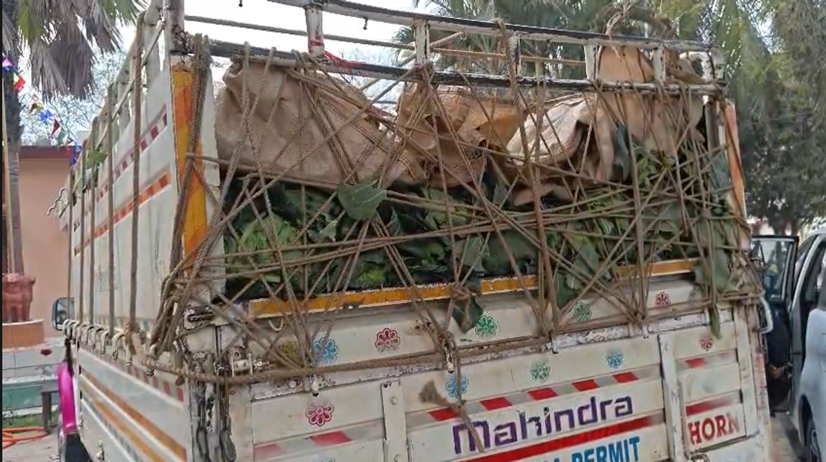 NCB busts cannabis smuggling racket using cabbage as cover in Odisha's Mayurbhanj