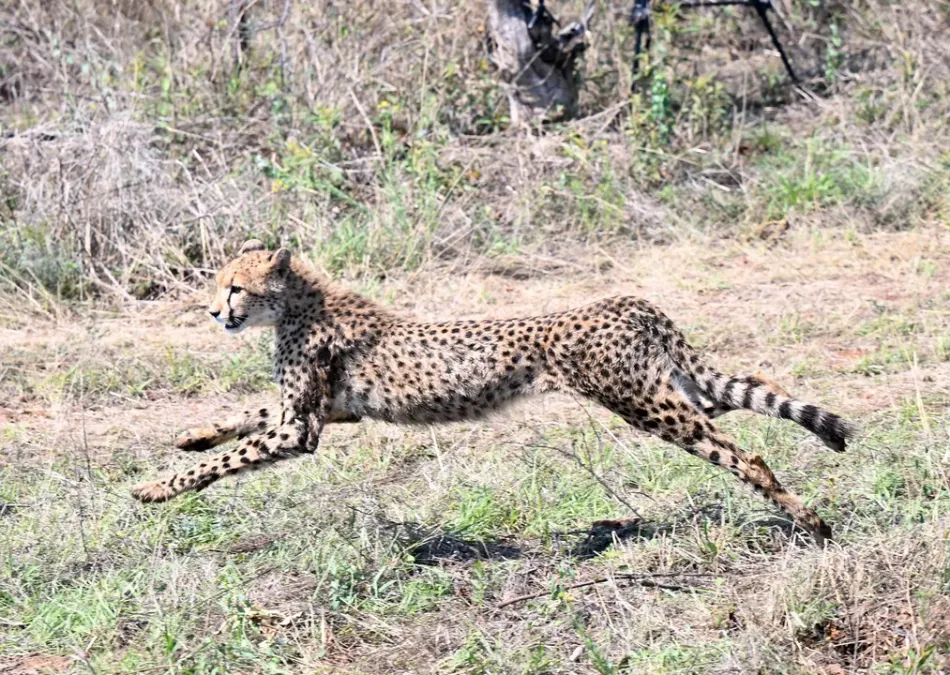 3rd batch of cheetahs to arrive in India on Feb 28