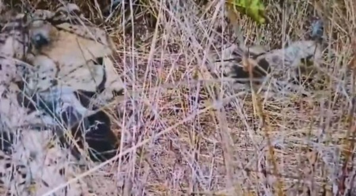 Namibian cheetah Aasha gives birth to 5 cubs at Kuno National Park