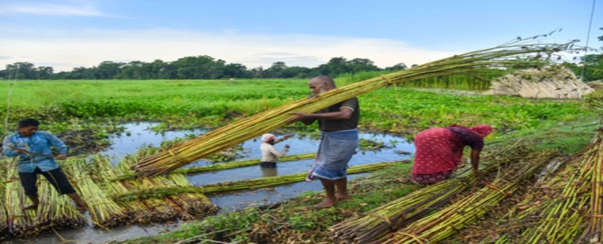 Centre approves ₹275 hike in jute MSP for 2026–27 marketing season