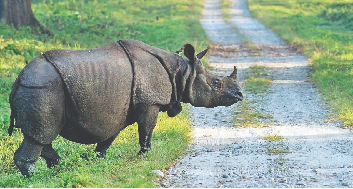 One-horned rhino in Kaziranga: କାଜିରଙ୍ଗାରେ ସୀମିତ ଏକଶିଙ୍ଗିଆ ଗଣ୍ଡାର