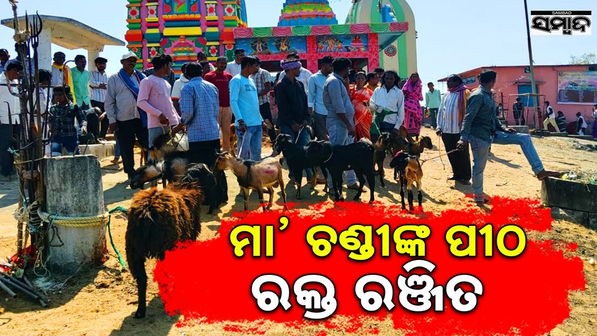 Traditional: ଶିବରାତ୍ରିର ପରବର୍ତ୍ତୀ ମଙ୍ଗଳବାରରେ ମା’ ଚଣ୍ଡୀଙ୍କ ପୀଠରେ ବଳି ପରଂପରା