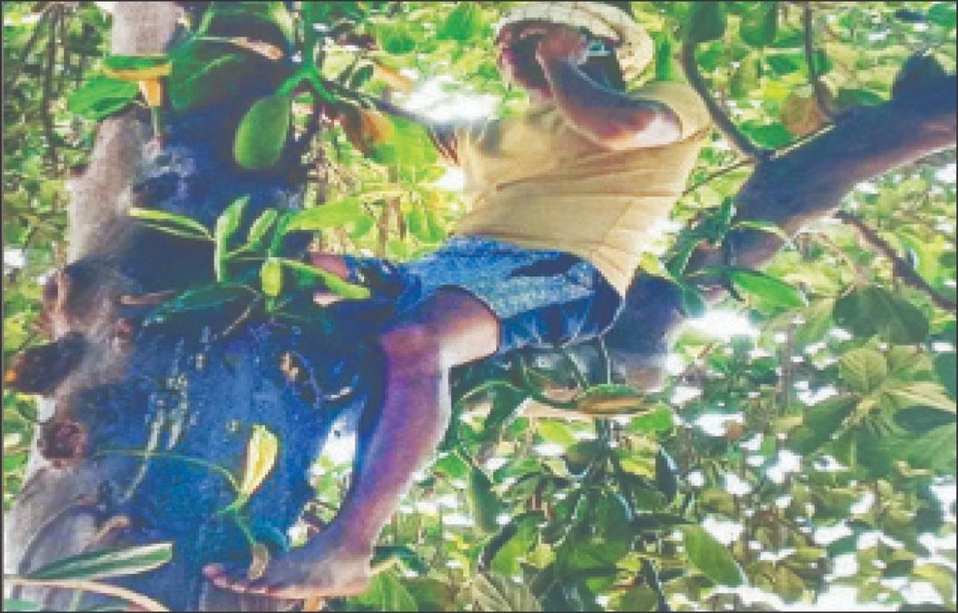 Mobile dream for 1237 villages: ୧୨୩୭ ଗାଁକୁ ମୋବାଇଲ୍‌ ସ୍ବପ୍ନ: ୫୧୭ ଗାଁରେ କେବଳ ୨ଜି