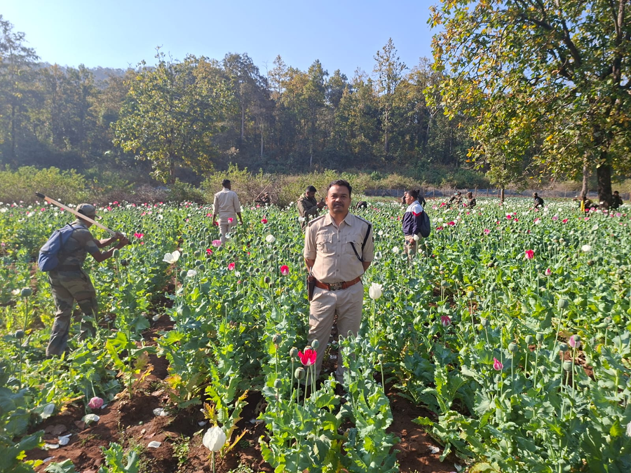 opium cultivation କୋଇଡ଼ା ପରେ ବଣାଇଁରେ ମାତିଲେଣି ଅଫିମ ଚାଷୀ, ଫେରାର୍ ଅଭିଯୁକ୍ତର ଟେର୍ ପାଉନି ପୁଲିସ୍