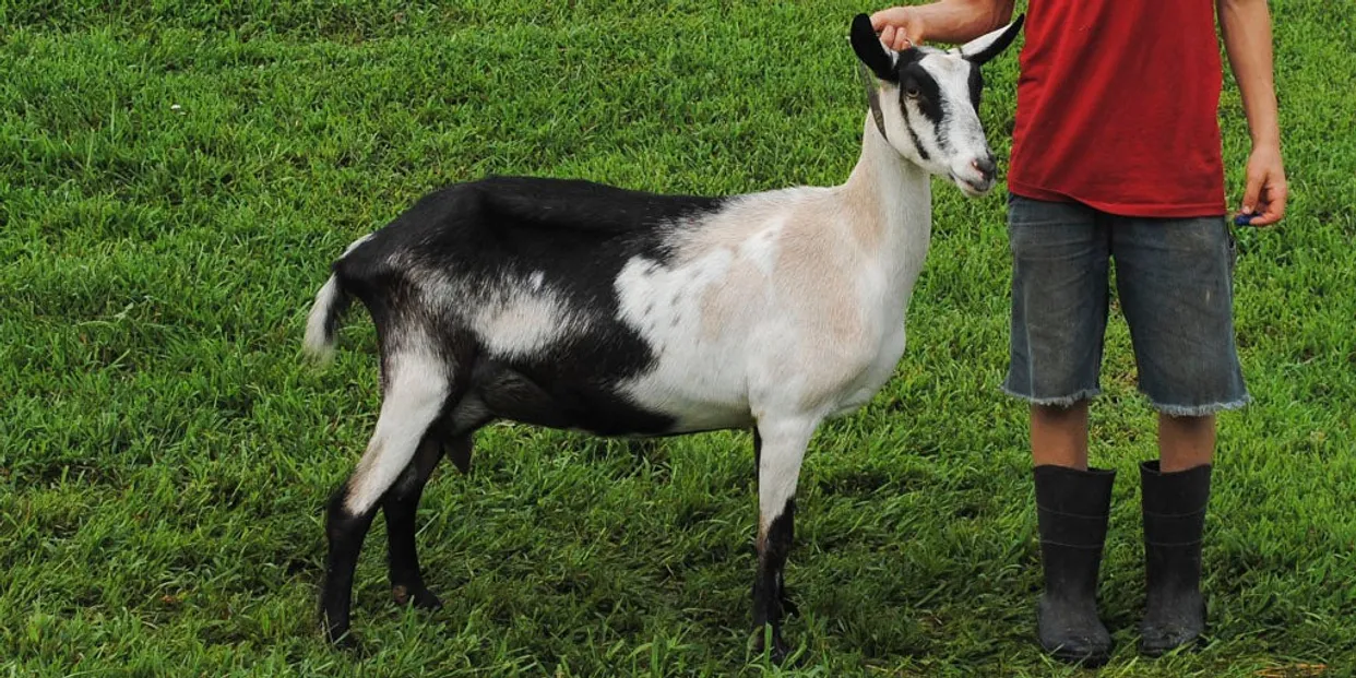 alpine-goats_1