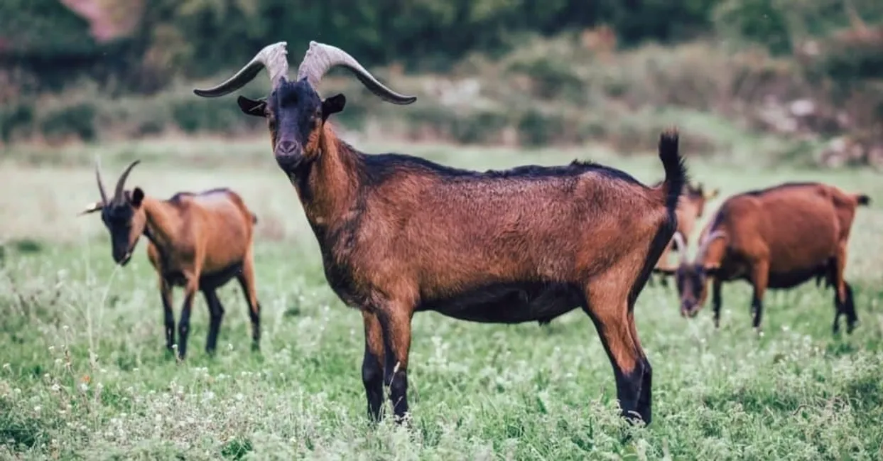 Alpine-Goat-in-meadow-1024x535