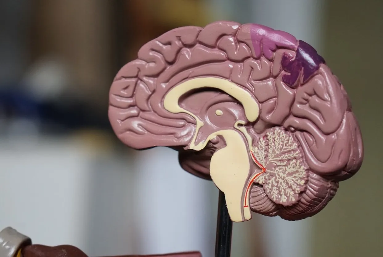 brain-model1940__FitMaxWzk3MCw2NTBd