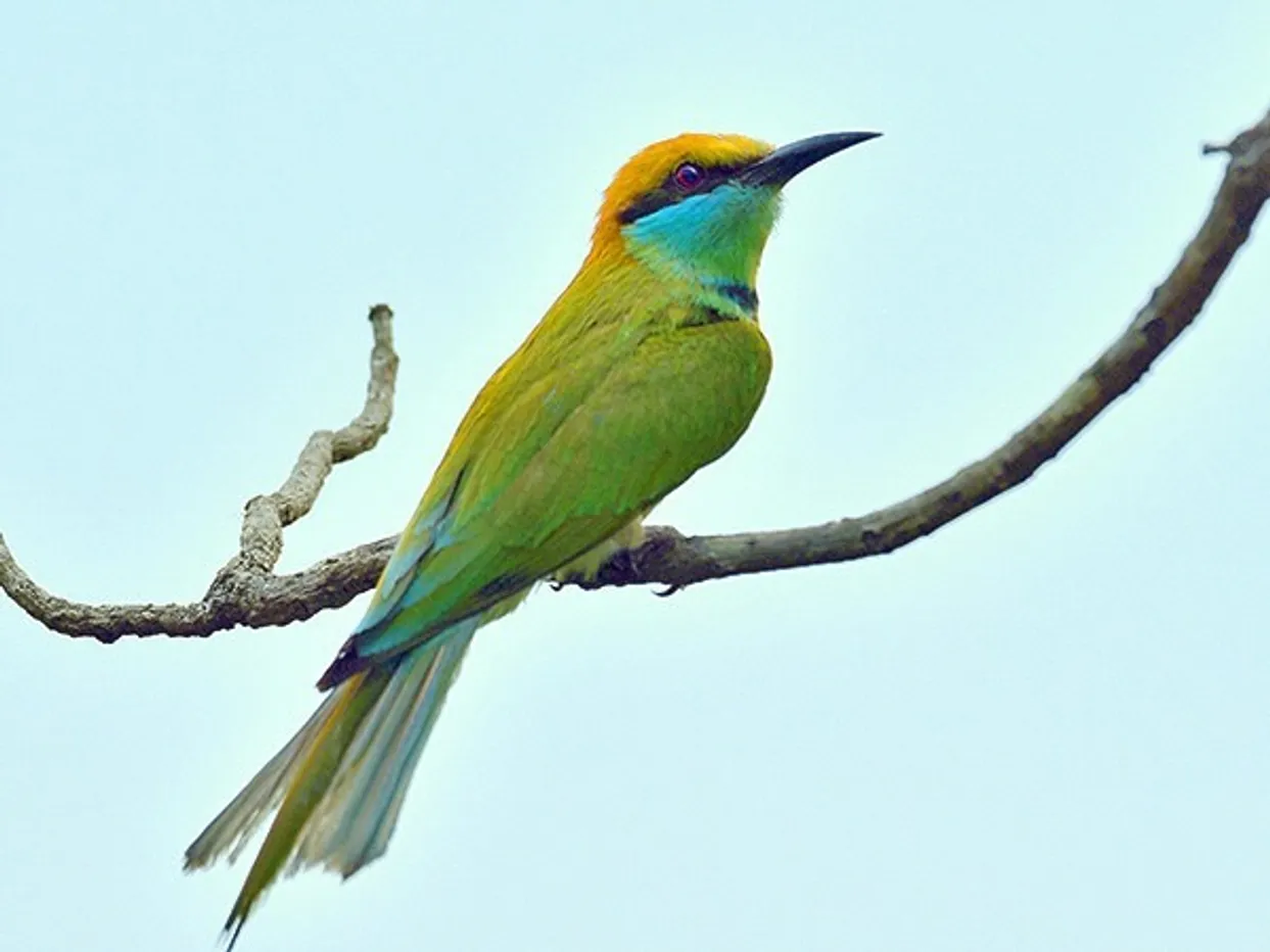 asian-green-bee-eater_0806_CC