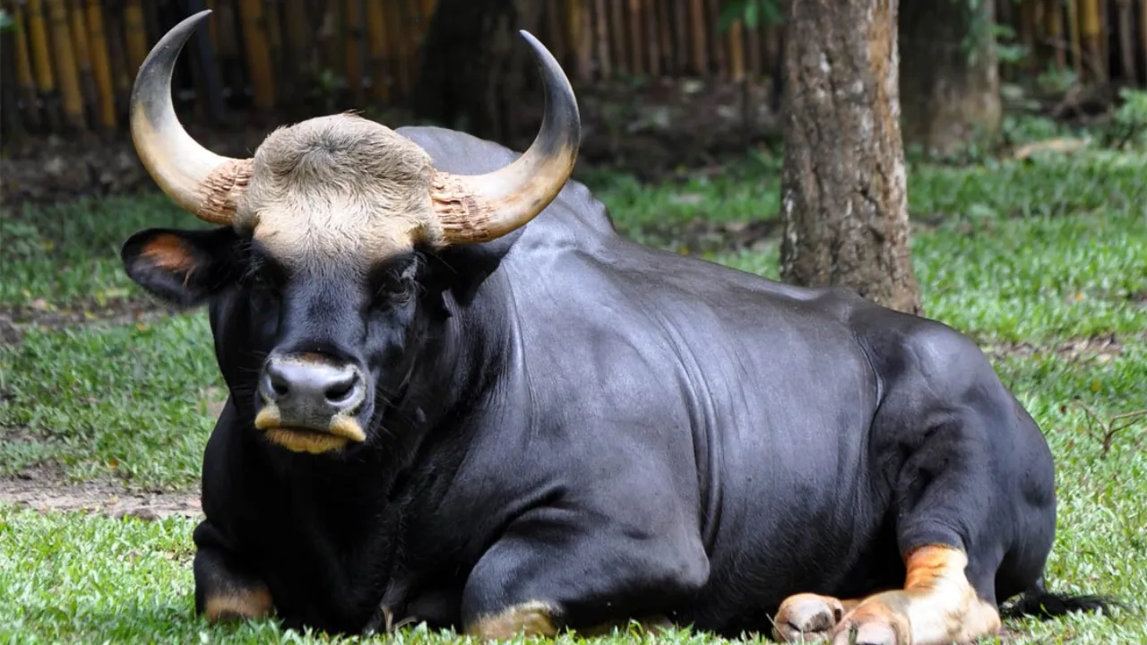 The Gaur 