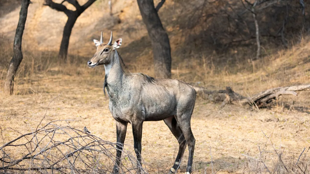 Nilgai