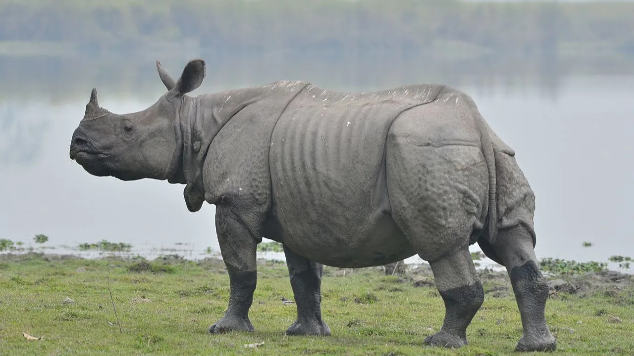 Great Indian Rhino