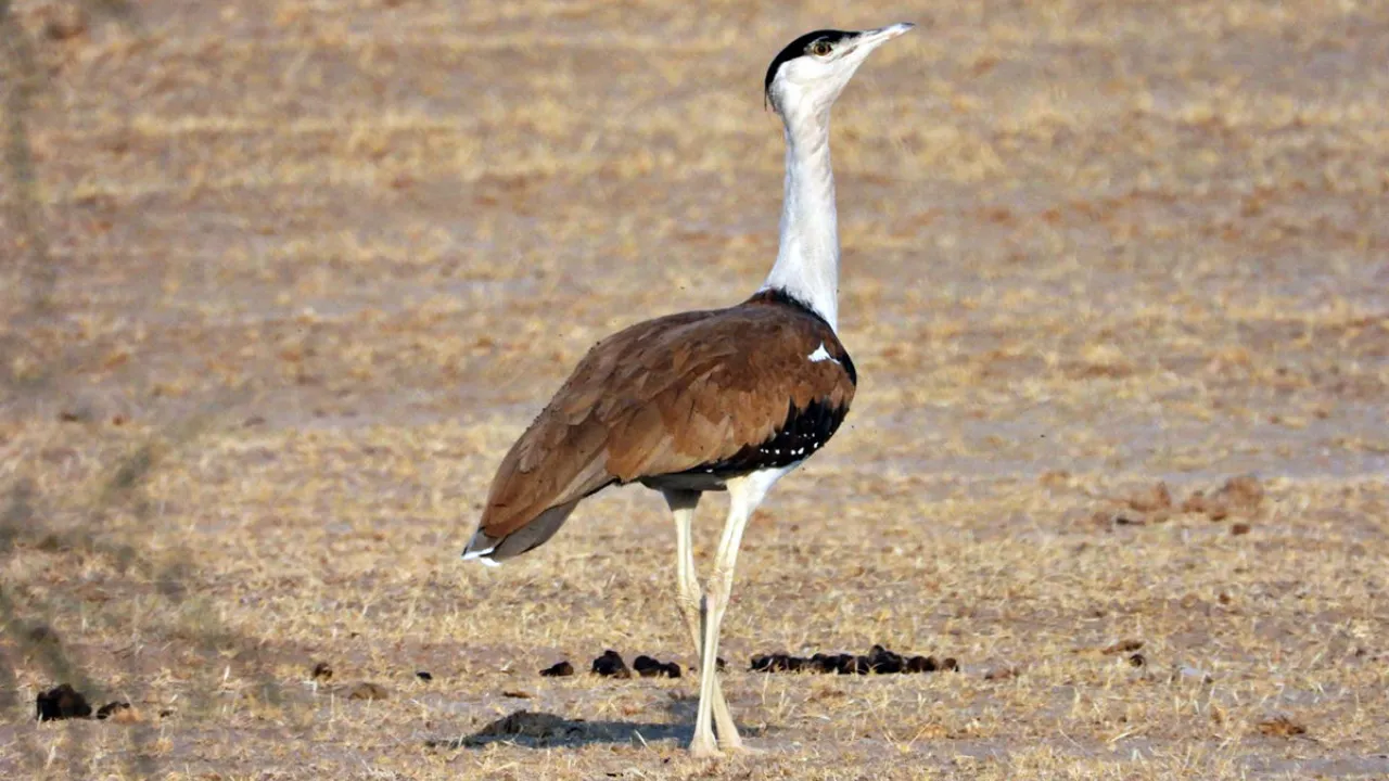 Great Indian Bustard