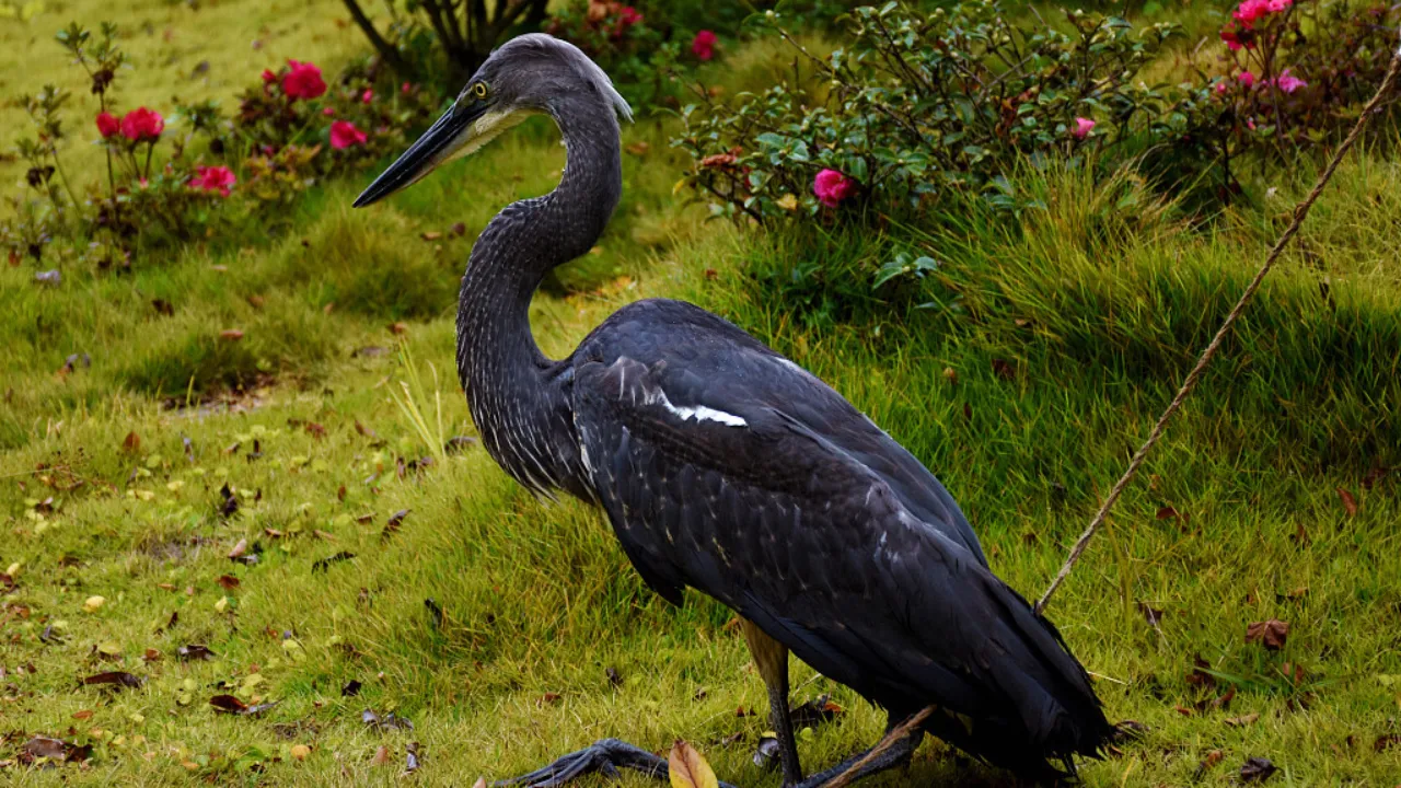 Imperial Heron 