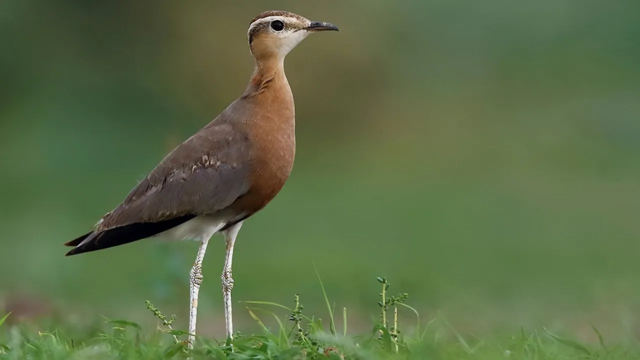 Jerdon's Courser