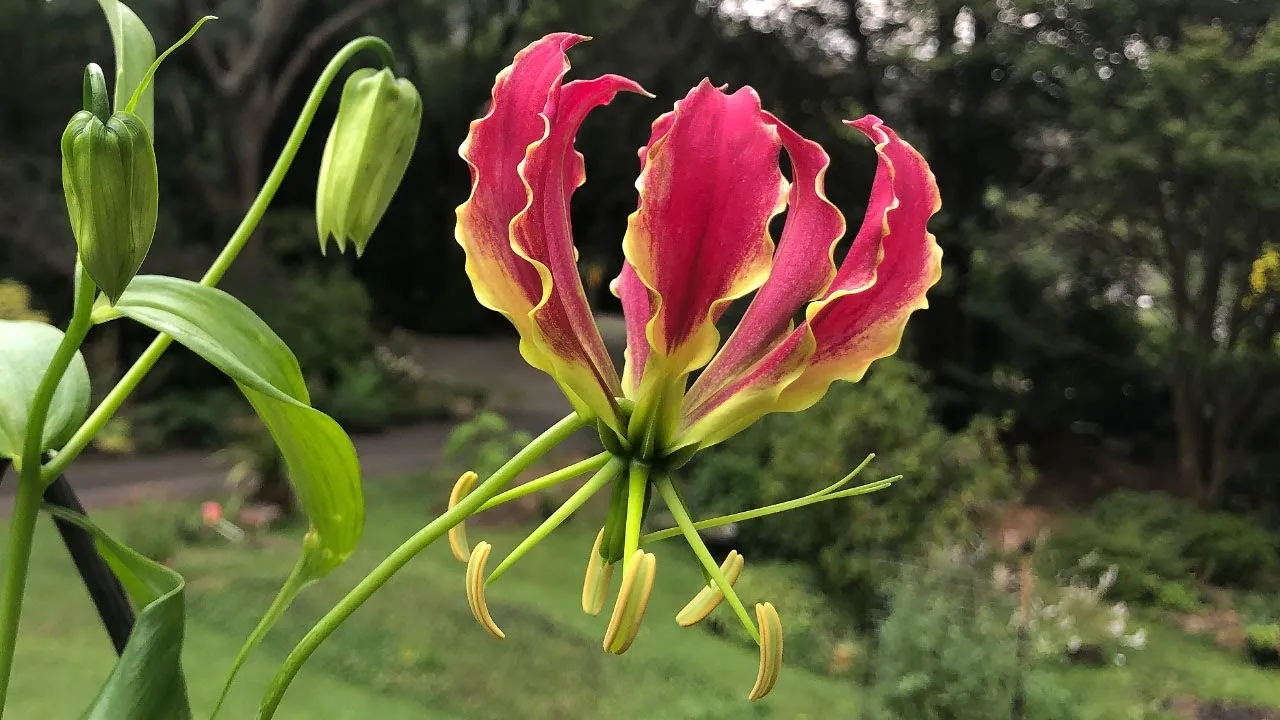 Glory Lily 