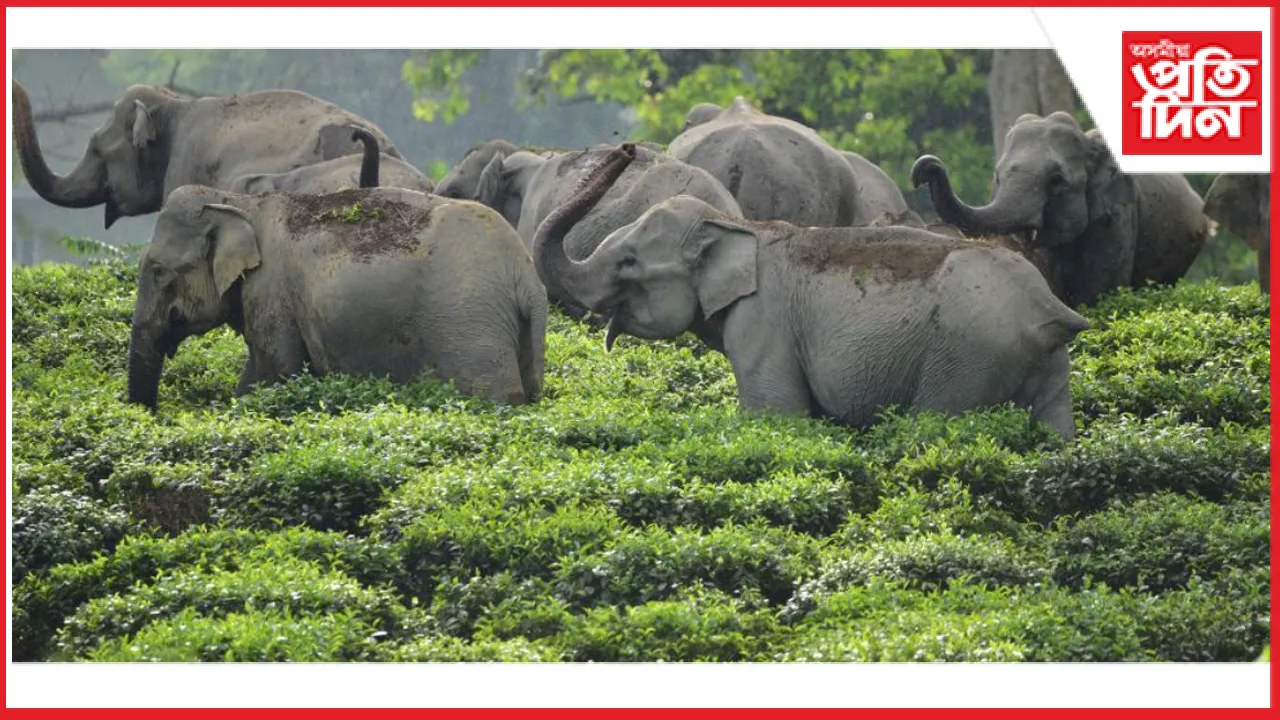 উত্তৰ-পূৰ্বাঞ্চলত বন্যহস্তী লোকপিয়লত পলম