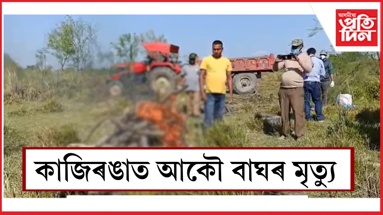 কাজিৰঙাত বাঘৰ মৃত্যু