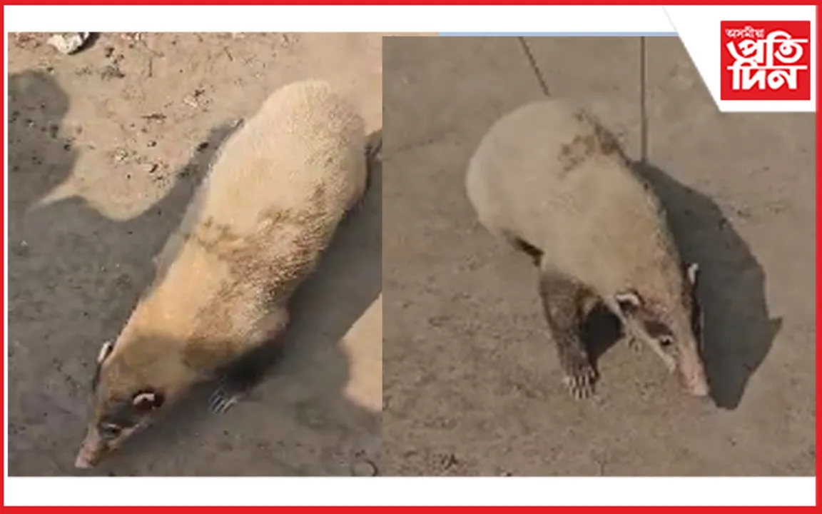তেজপুৰত বিৰল প্ৰজাতিৰ জন্ত গ্ৰেটাৰ হগ বেজাৰ উদ্ধাৰ