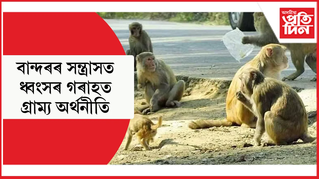 নগাঁৱৰ পশ্চিমাঞ্চলত ভয়াবহ ৰূপে বৃদ্ধি পাইছে কপিকূলৰ সন্ত্ৰাস...