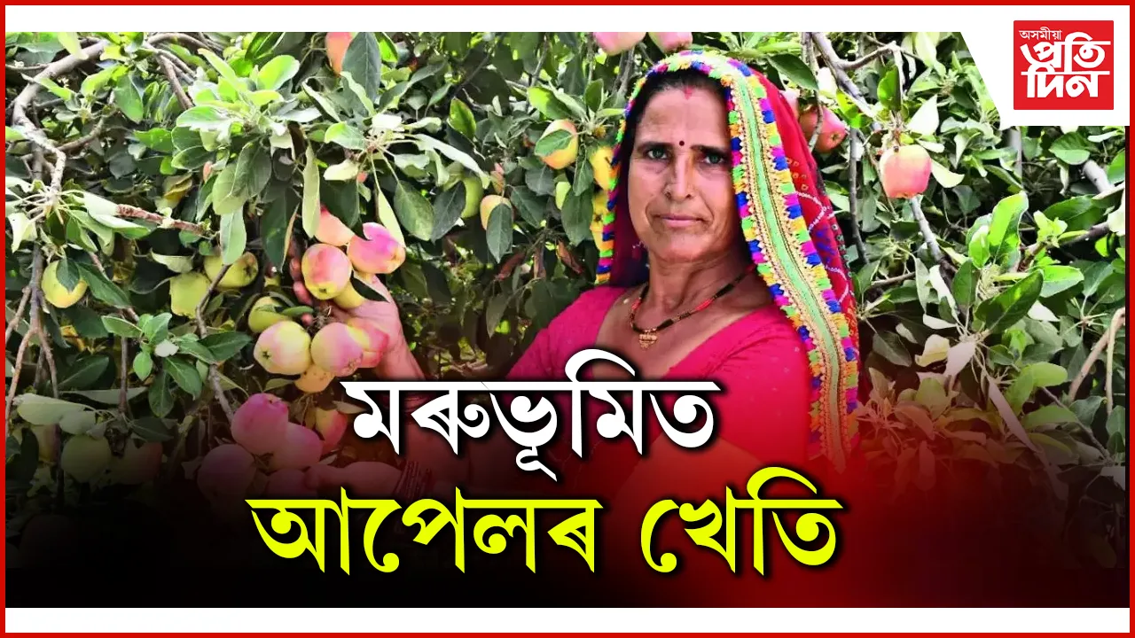 মৰুভূমিত আপেলৰ খেতি